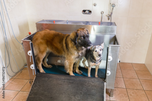 two dogs standing in an open hydrotherapy station photo