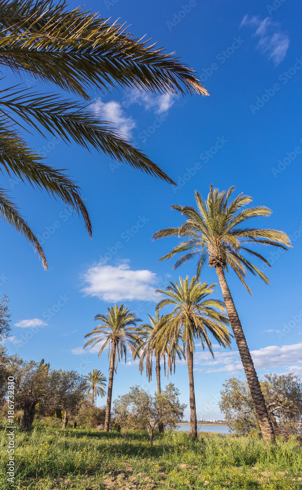 coconut palm trees with blue sky coconut palm trees with blue sky