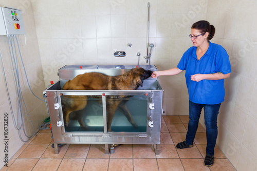 woman works with a Leonberger at a hydrotherapy station photo