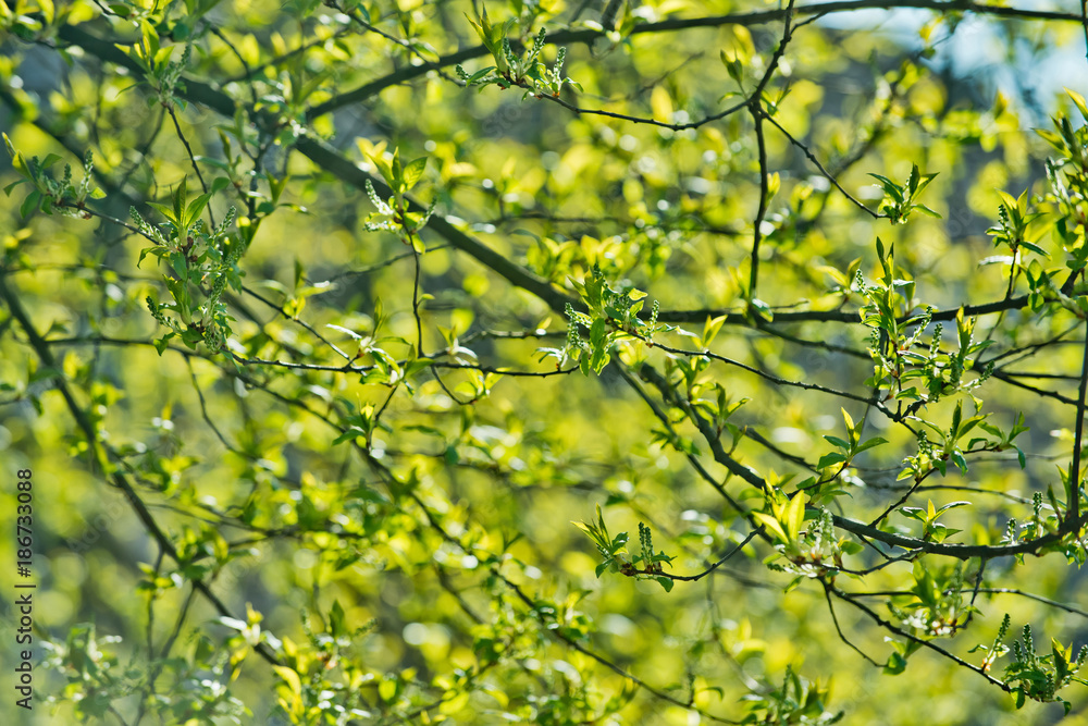 Tree branch with young green leaves on sunny day Tree branch with young green leaves on sunny day