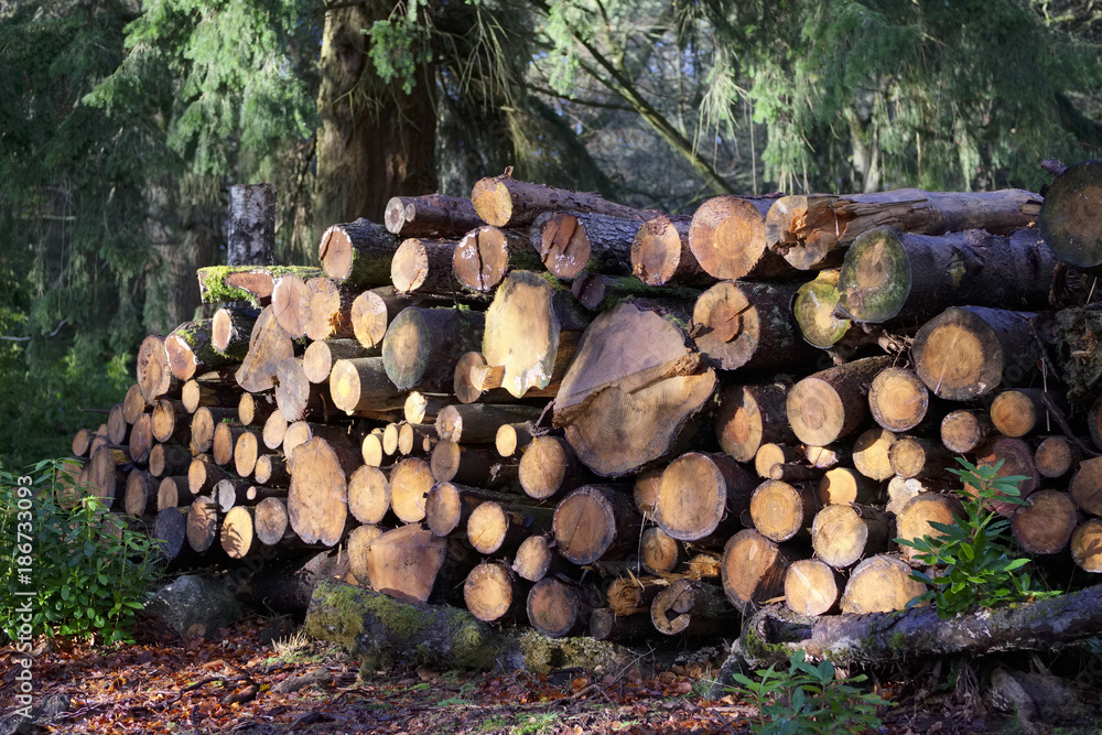 Chopped wood logs for fire place in home stored on forest woods