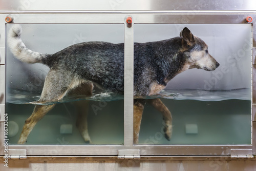 Australian Cattledog in a hydrotherapy station photo