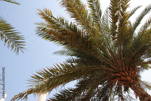 Palme Dubai