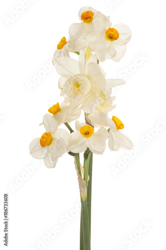 Fototapeta Naklejka Na Ścianę i Meble -  daffodil flower isolated