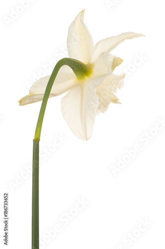 Fototapeta Naklejka Na Ścianę i Meble -  daffodil flower isolated