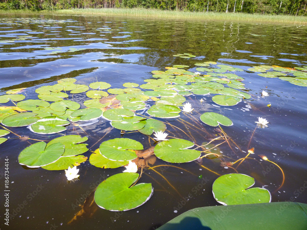 Forest lake with water lilies in summer.
