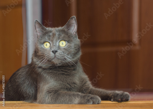 Gray cat lies on the floor