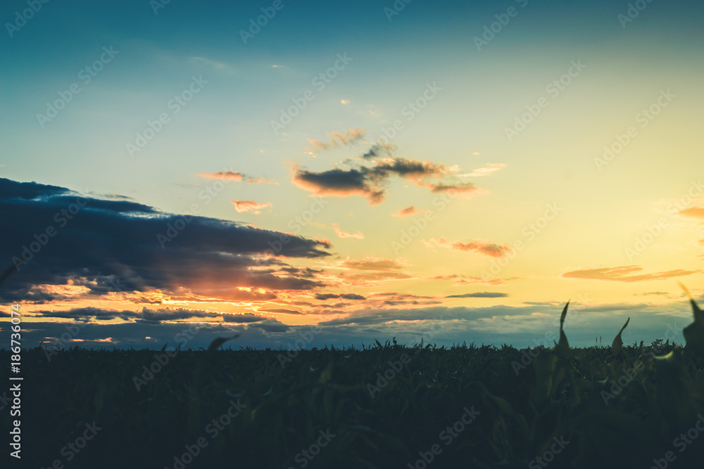 rays of the sunset or sunrise pass through the clouds over the field of corn. rays of the sunset or sunrise pass through the clouds over the field of corn.