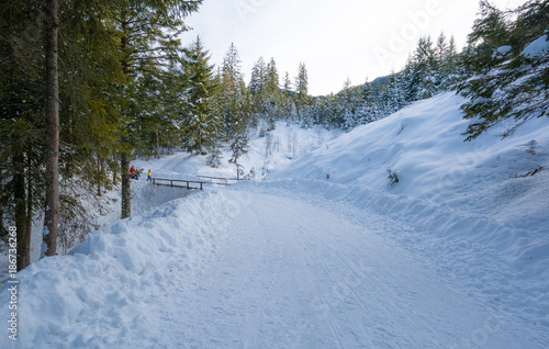 Majestic winter landscape with snow-covered trees. © lorenza62