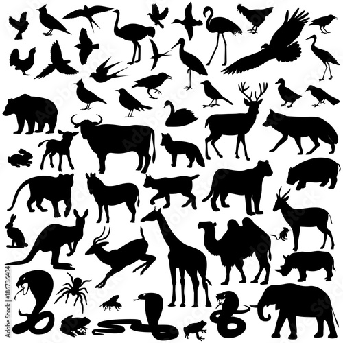 animals ,image animals