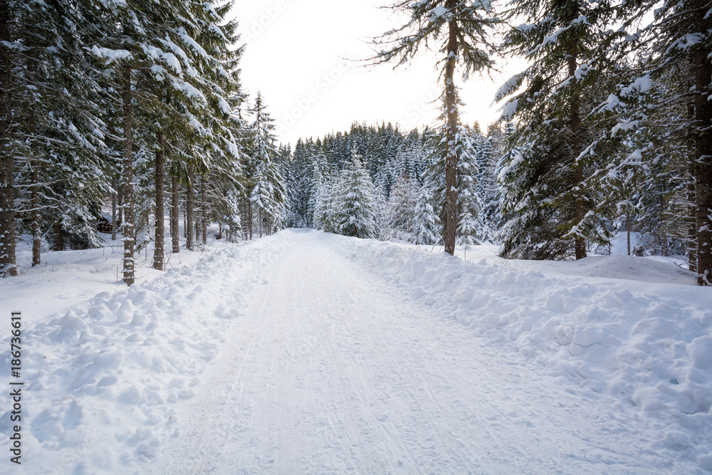 Majestic winter landscape with snow-covered trees. Dramatic winter scene Majestic winter landscape with snow-covered trees. Dramatic winter scene