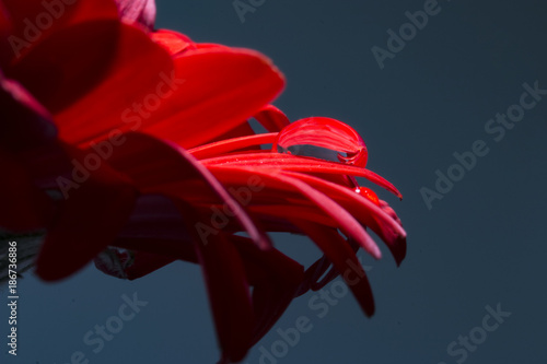 Waterdrop on red flower