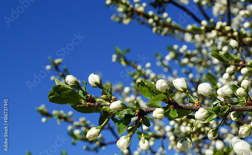 Blossom to aple trees in garden photo