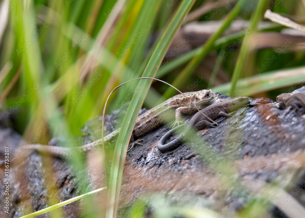 Two lizards rest on the river bank Two lizards rest on the river bank