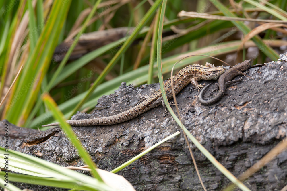 Fototapeta premium Two lizards rest on the river bank
