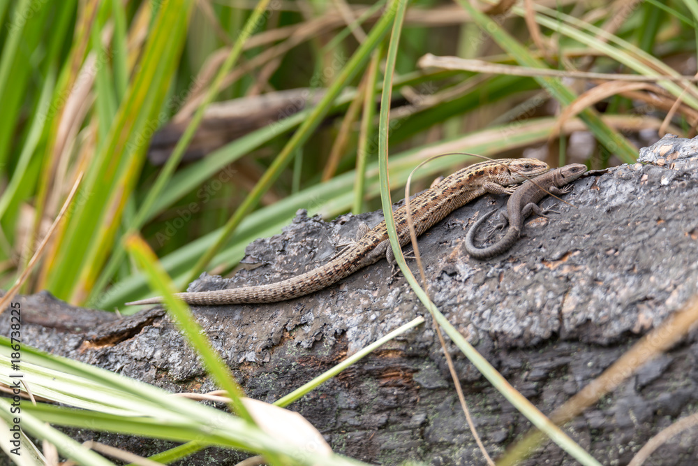 Two lizards rest on the river bank Two lizards rest on the river bank