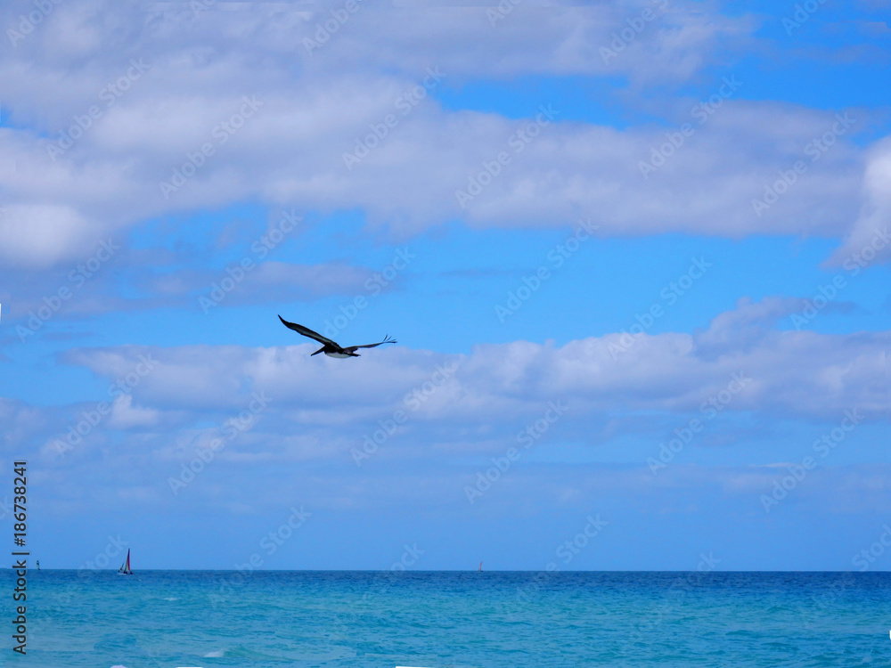 Pelican bird flying over the ocean in the Caribbeans