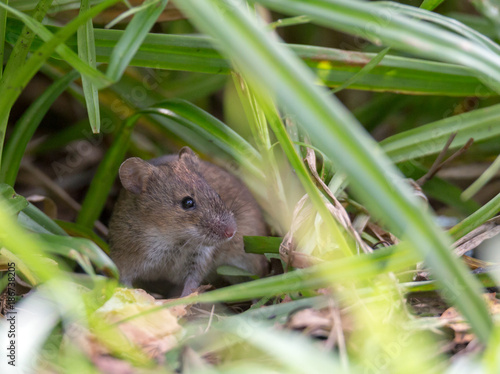 Gray mouse in a thicket of green grass