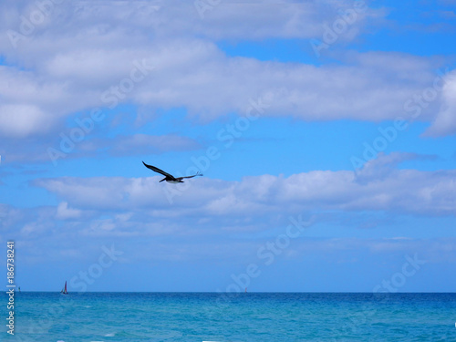 Pelican bird flying over the ocean in the Caribbeans