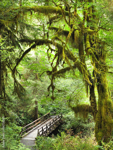 Bridge and Trail Through the Moss Covered Trees of Olympic National Park, Washington photo