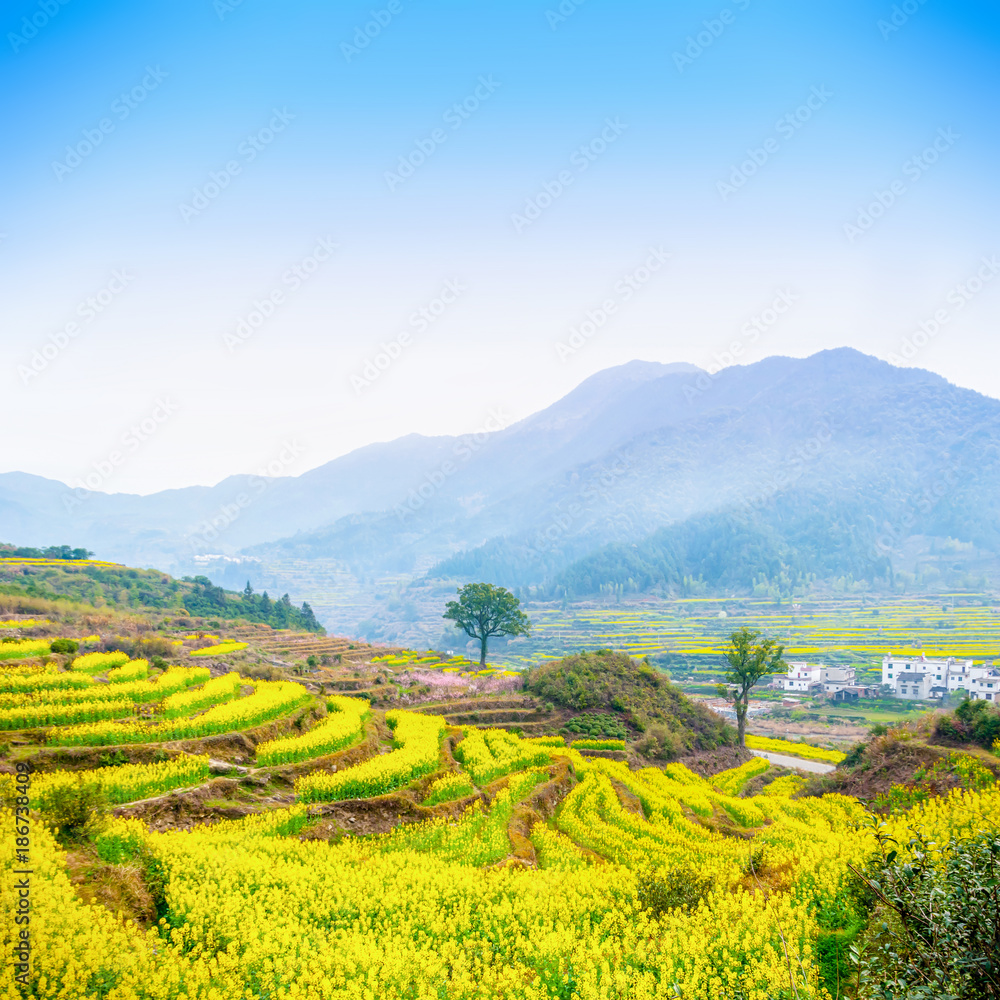 Oilseed rape field and mountain, located in Wuyuan County, Jiangxi province, China. Wuyuan County was founded in the 28th year of Kaiyuan of the Tang Dynasty (740 A. D) for over 1200 years.