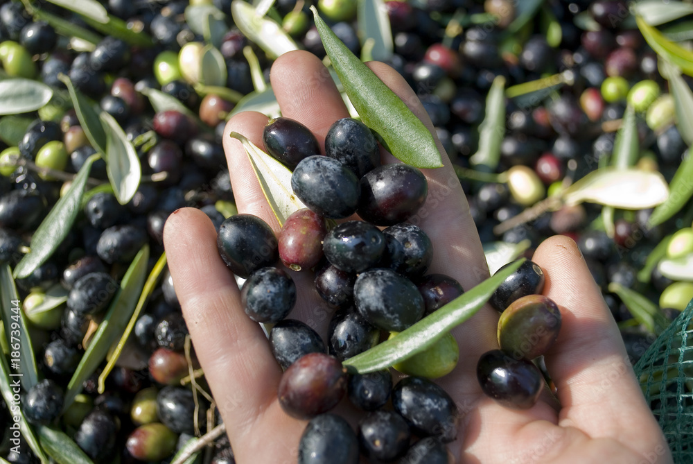 detail: hand with olives, hand picking from plants, green, black, beating, to obtain extra virgin oil, food full of antioxidants, Taggiasca variety, autumn, light, Riviera, Liguria, Italy detail: hand with olives, hand picking from plants, green, black, beating, to obtain extra virgin oil, food full of antioxidants, Taggiasca variety, autumn, light, Riviera, Liguria, Italy