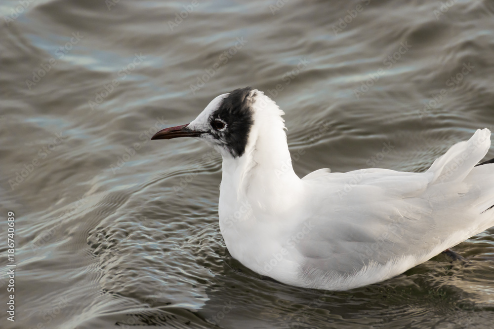 Black-headed Gull in her splendor dress showing her from March to July - North Sea, Mehldorfer Bucht, Meldorf, Germany