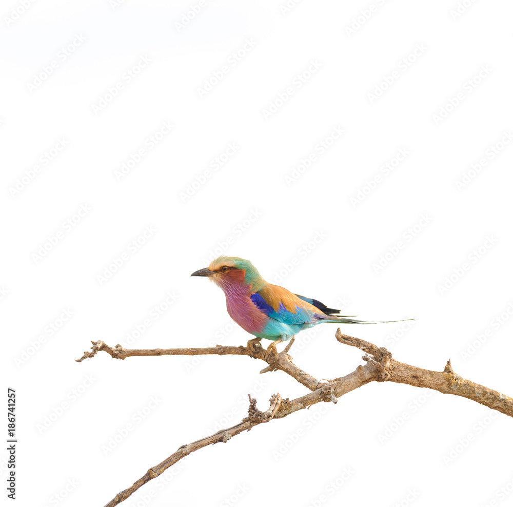 Obraz premium Lilac-breasted roller