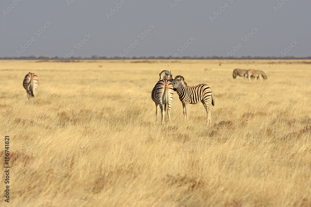 Obraz premium Steppenzebras (Equus quagga) im Etosha Nationalpark (Namibia)