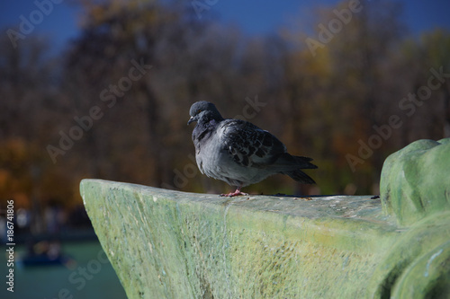 Pigeon, park Retiro, Madrid, Spain