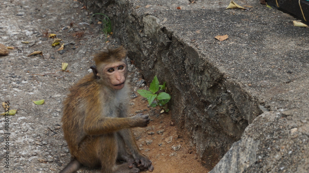 Obraz premium Monkey