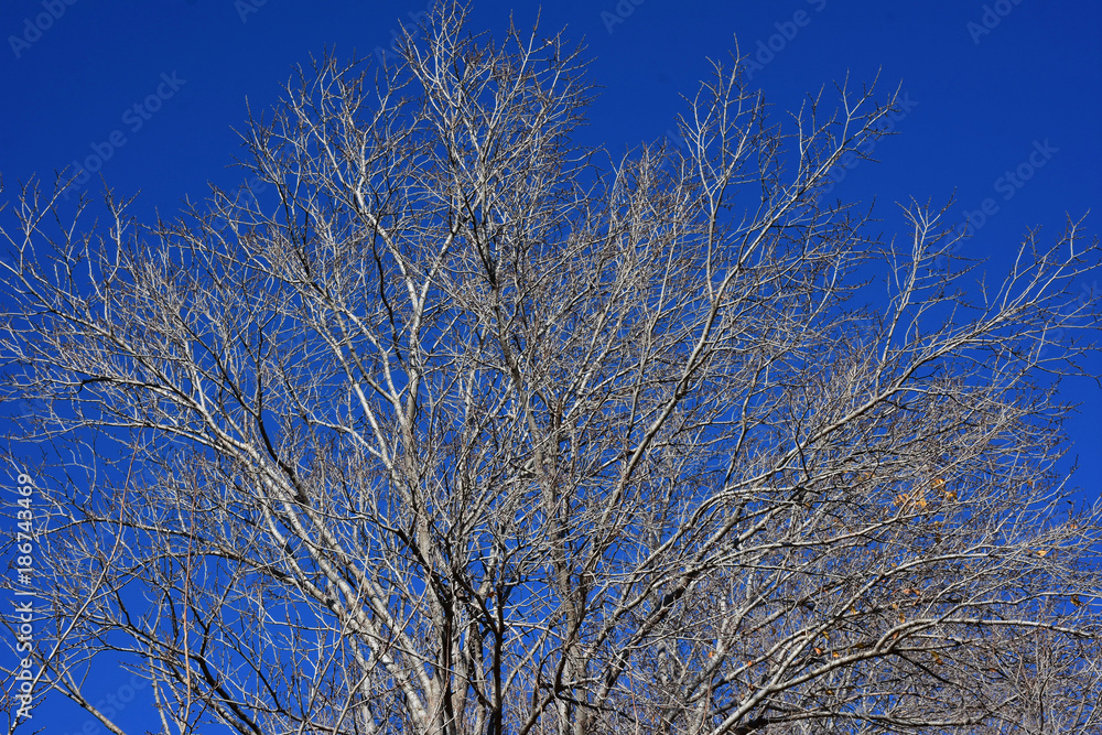 Italy, Puglia region, typical countryside landscapes. Walnut trees in winter. Italy, Puglia region, typical countryside landscapes. Walnut trees in winter.