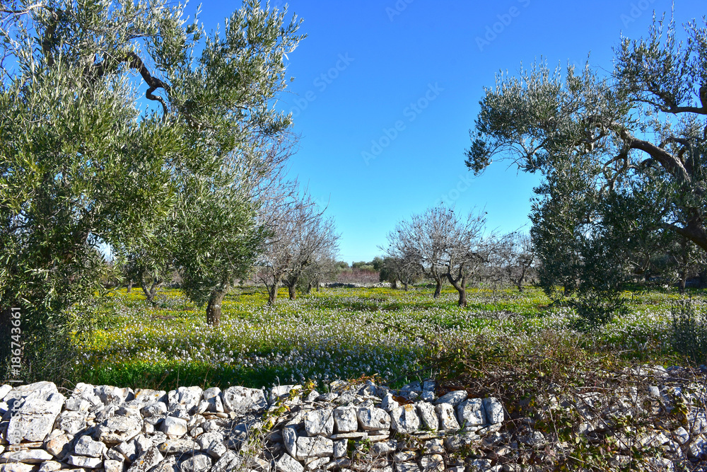 Fototapeta premium Italy, Puglia region, typical countryside landscapes. Stone walls and cultivated land.