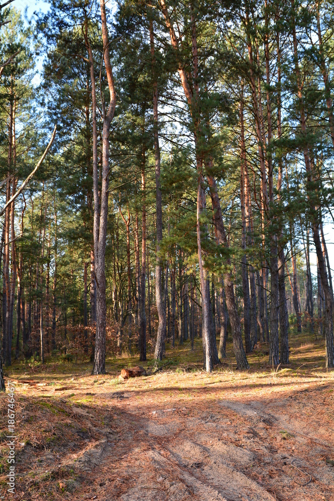 Fototapeta las sosnowy