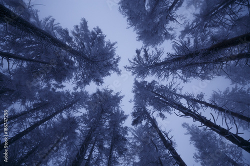 Blick zu den Baumkronen im Winter bei Dämmerung
