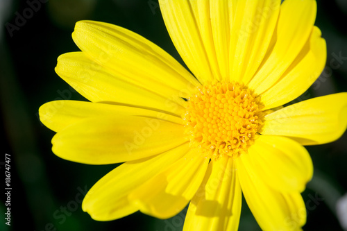 Horizontal View Of A Close Up Of A Yellow Daisy