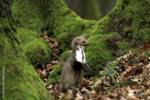 Obraz na płótnie Stone marten on an old tree