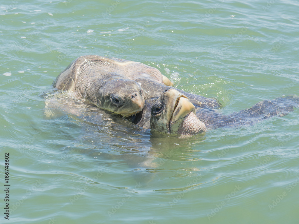 Two mating turtles swimming in the ocean