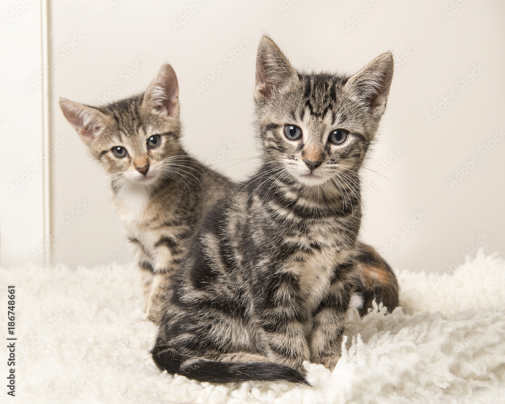 Two cute tabby baby cats sitting behind each other on a grey and white living room background