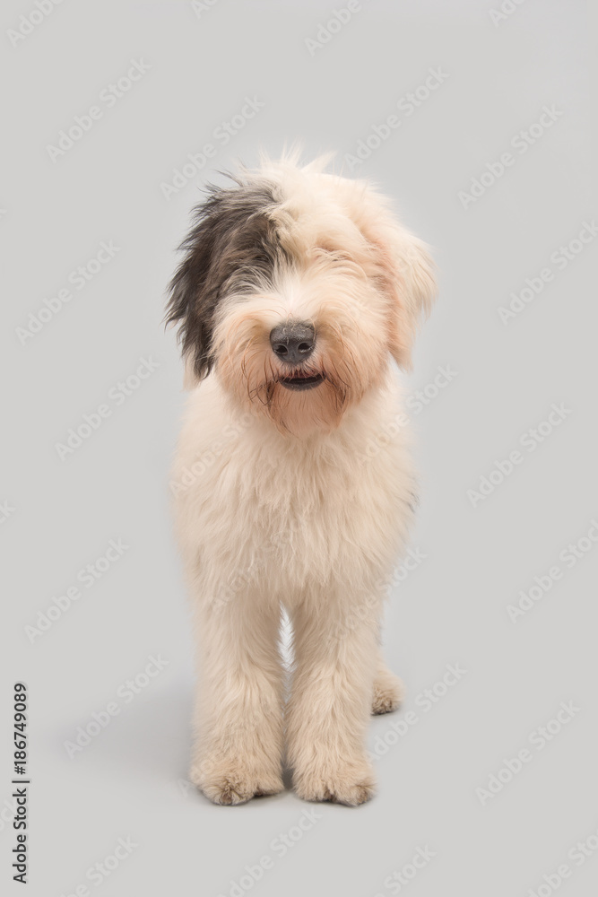 Young old english sheepdog standing on a grey background