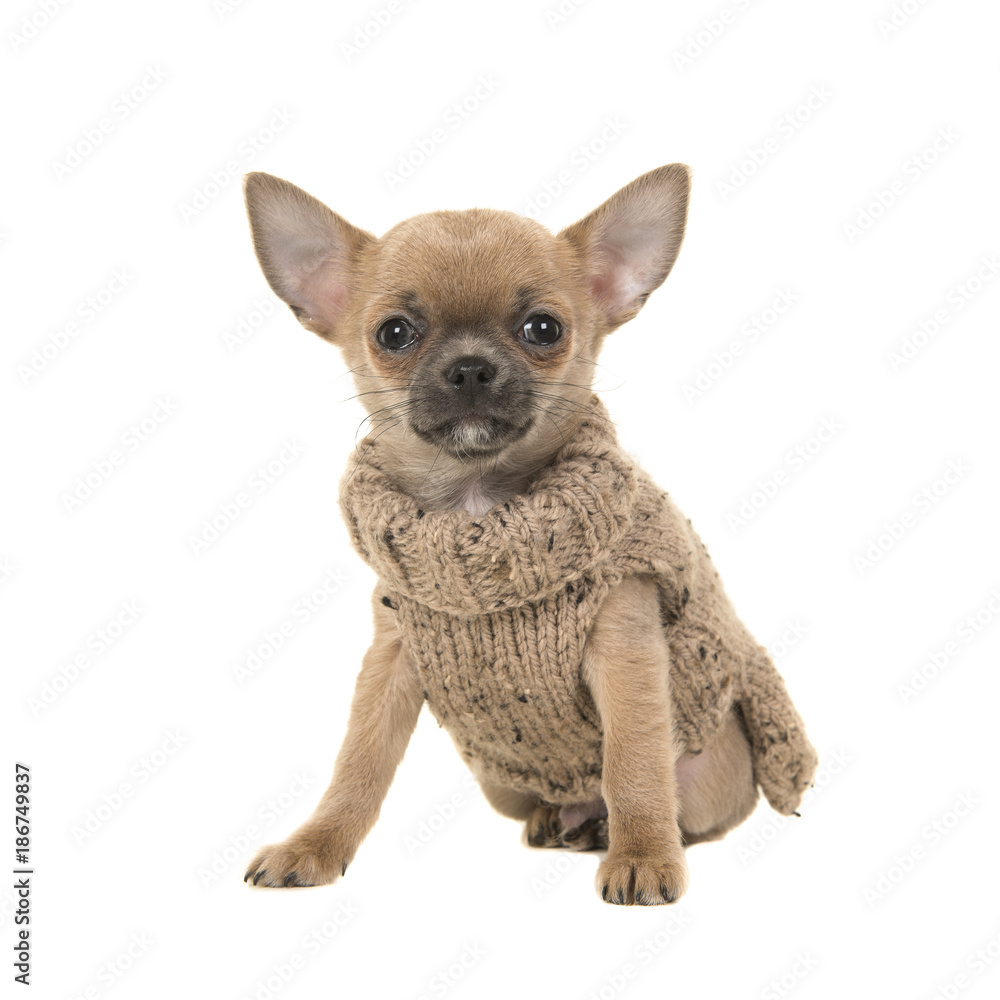Cute chihuahua puppy dog sitting wearing a brown knitted sweater
