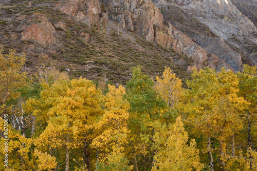 Aspens in McGee Creek Canyon  2   Inyo National Forest  Sierra Nevada  California