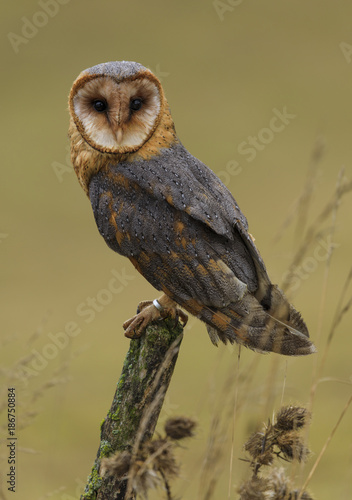 Barn Owl resting on the fence post