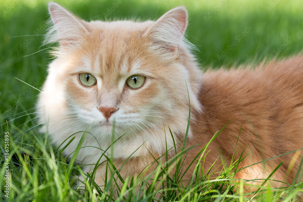 Luxus Roter Kater Name Bilder
