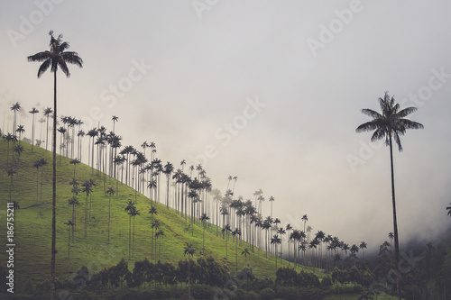 Wax palms in Cocora valley, Colombia