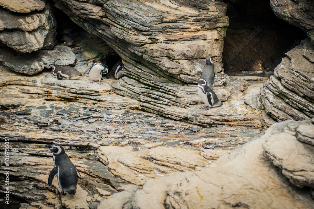 The Magellanic penguin (Spheniscus magellanicus) a South American penguin