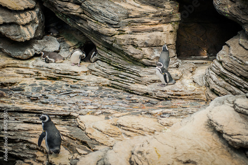 Obraz na płótnie The Magellanic penguin (Spheniscus magellanicus) a South American penguin w salonie