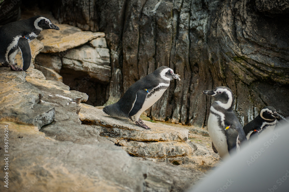 The Magellanic penguin (Spheniscus magellanicus) a South American penguin