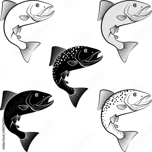 salmon - clip art illustration