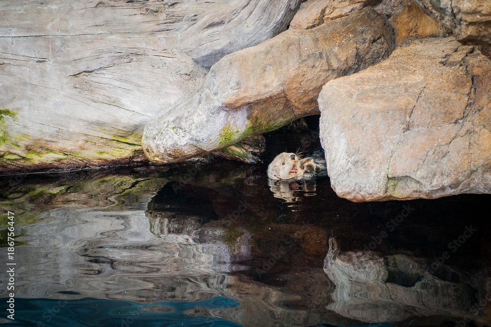 The sea otter (Enhydra lutris) is a marine mammal native to the coasts of the northern and eastern North Pacific Ocean